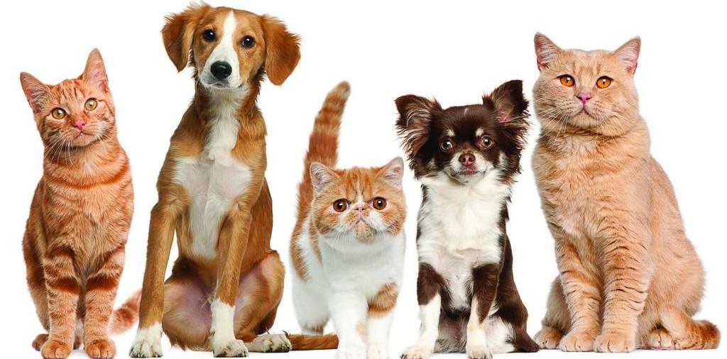 Доска объявлений о животных | ЗооТом - продажа, вязка и услуги для животных в Алагире
