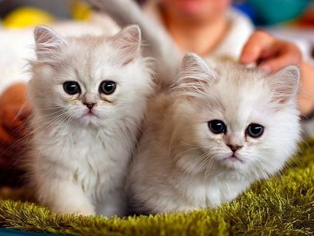 Породы кошек в Алагире | ЗооТом портал о животных