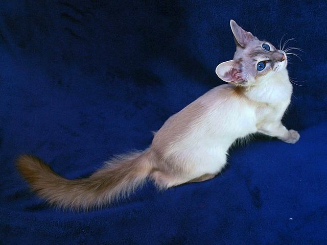 Выведенные породы кошек в Алагире | ЗооТом портал о животных