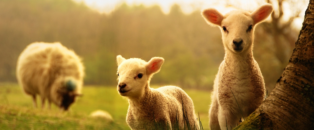Объявления о сельскохозяйственных животных | ЗооТом - продажа, вязка и услуги для животных в Алагире
