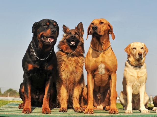 Крупные породы собак в Алагире | ЗооТом портал о животных